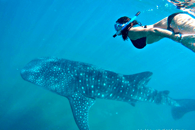 Snorkel Tiburon Ballena