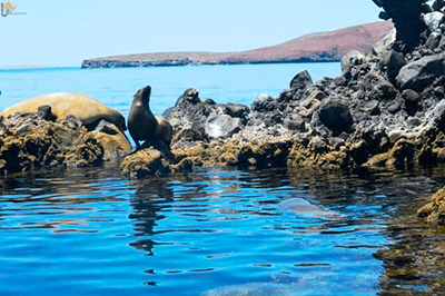 Snorkel San Rafaelito