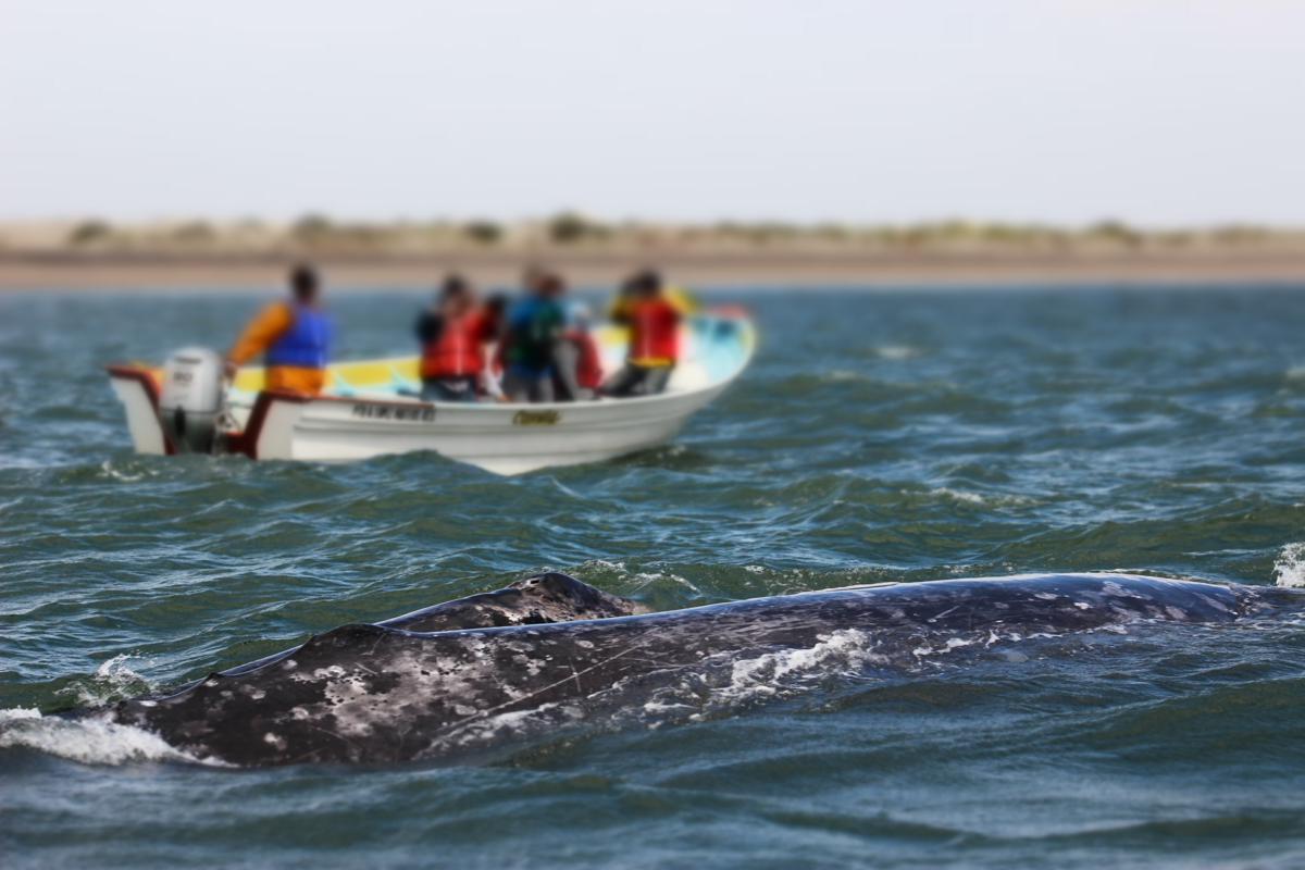 Tour Ballena Gris Avistamiento Adolfo López Mateos